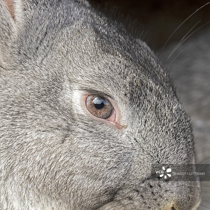 灰色兔子肖像图片素材