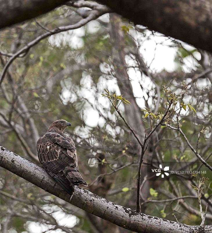 东方蜜蜂鹰图片素材