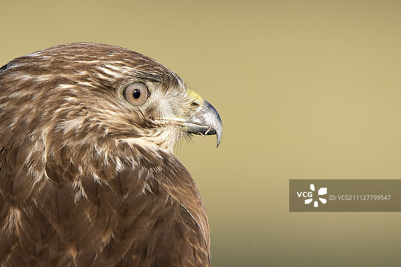 Buse变量图片素材