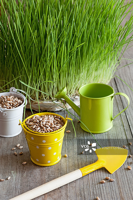 谷物、小麦胚芽和养护工具图片素材