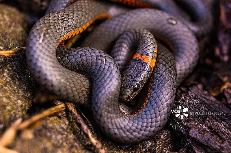 环颈鸟图片素材