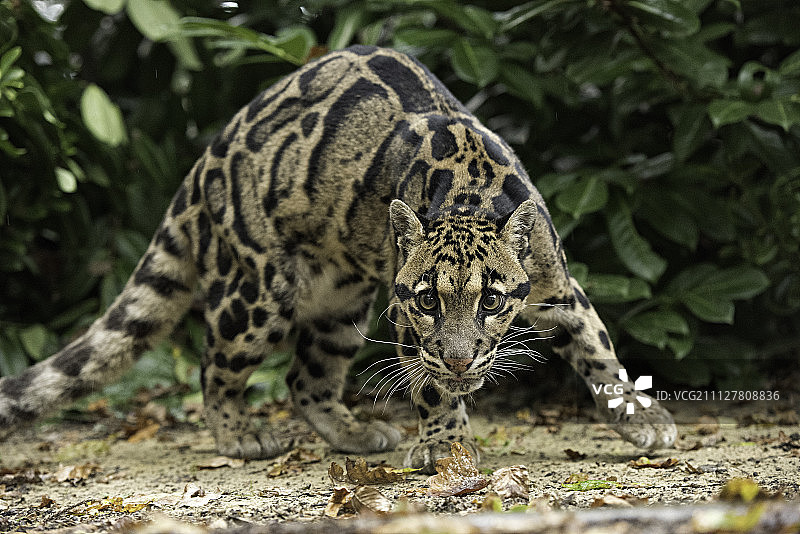 云豹系列图片素材