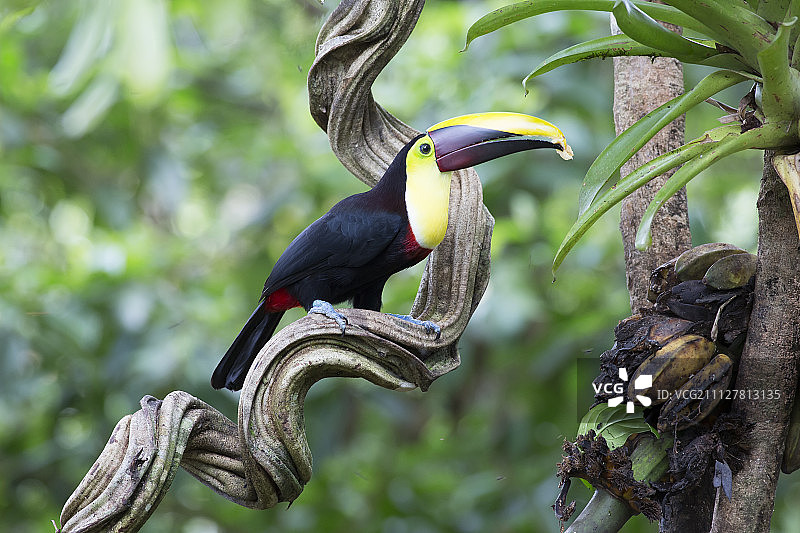 黄喉巨嘴鸟图片素材