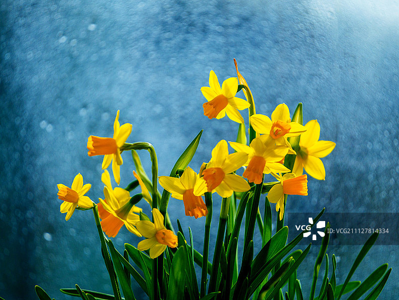 水仙花65图片素材