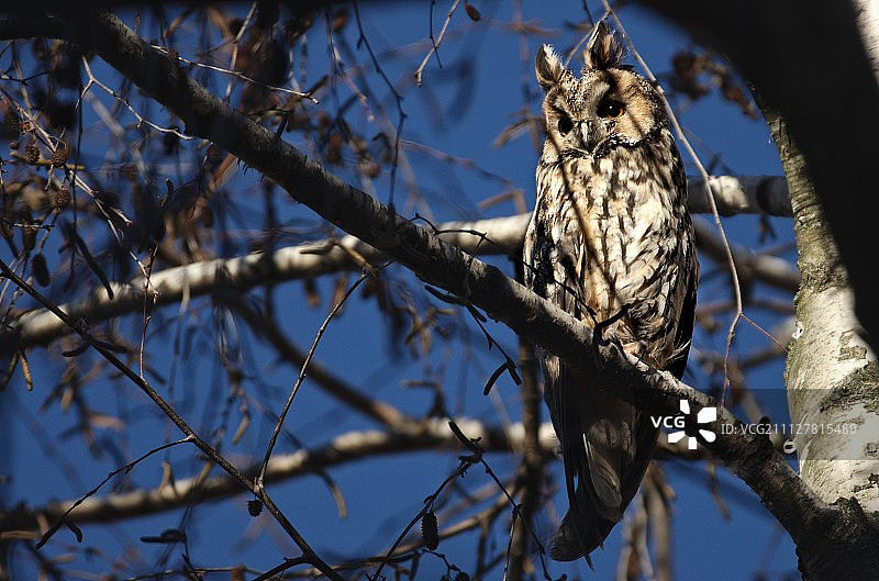 长耳鸮（Asio otus）图片素材