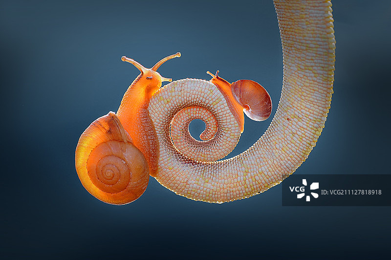 蜗牛、变色龙、尾巴变色龙图片素材