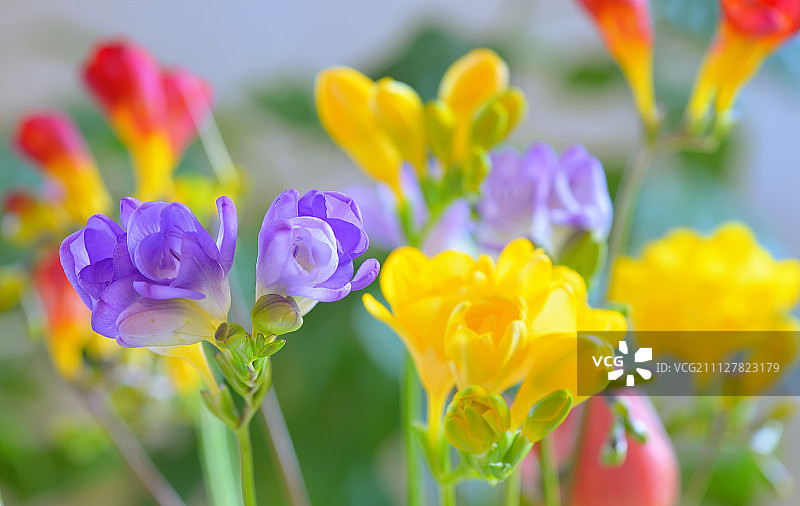 小苍兰花束图片素材