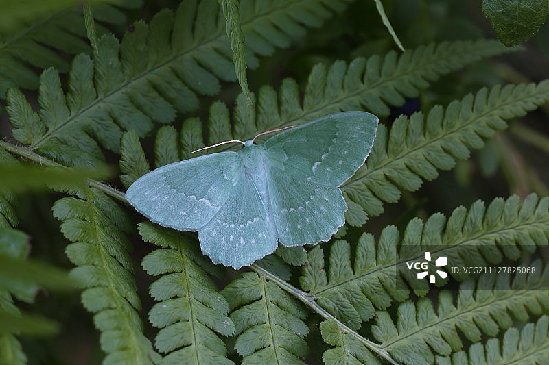 大型祖母绿图片素材