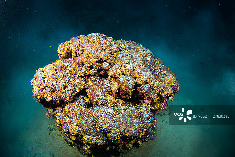 珊瑚花园图片素材