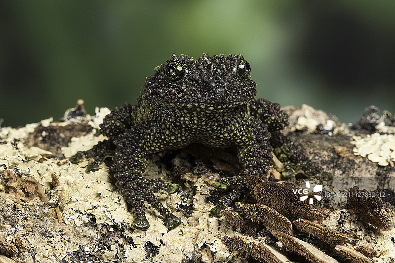 越南苔藓蛙图片素材