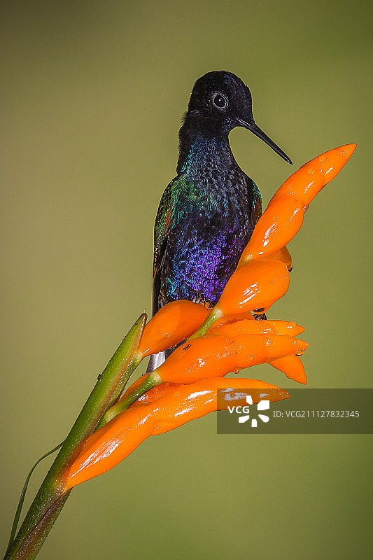 雄性天鹅绒紫冠蜂鸟图片素材