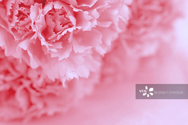 康乃馨图片素材