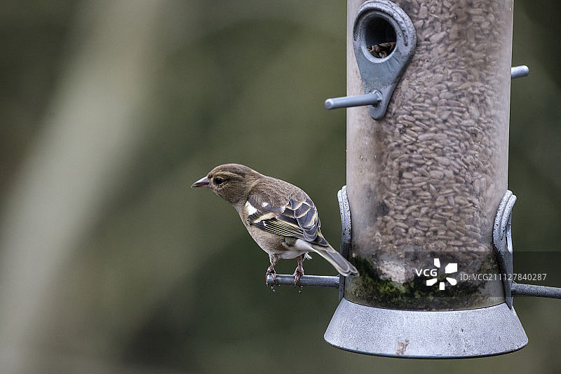 美丽的雌性麻雀在喂鸟器上图片素材