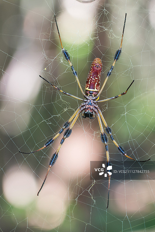 长脚蛛图片素材