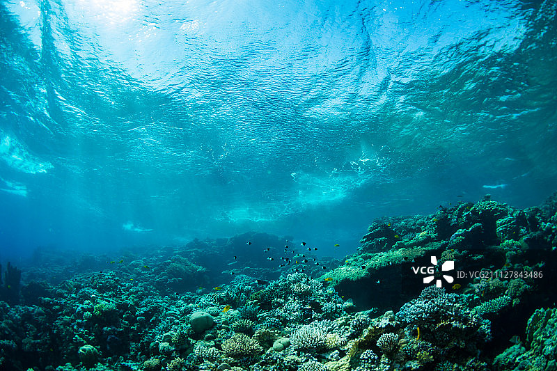 珊瑚花园图片素材