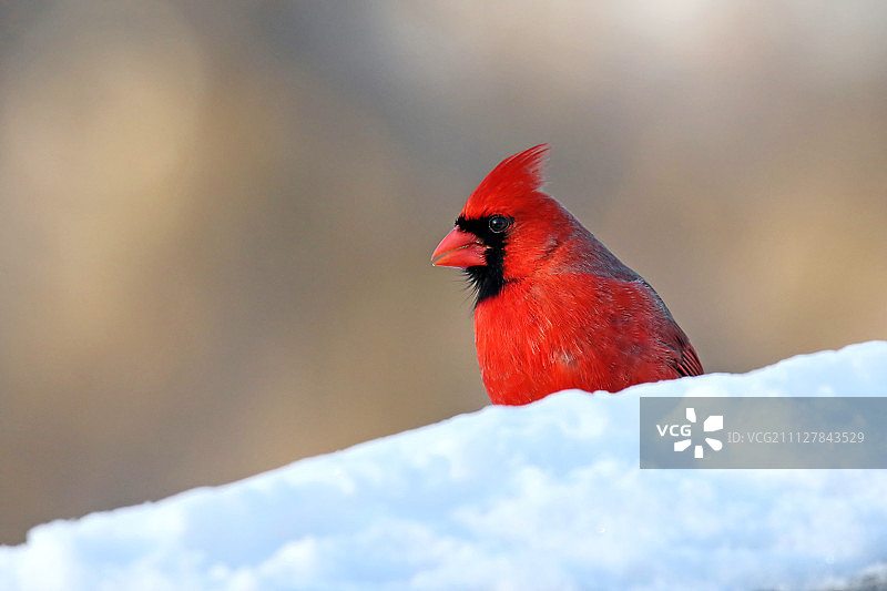 北部红雀（雄性）图片素材