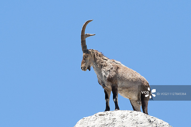 西班牙野山羊（Capra pyrenaica）图片素材
