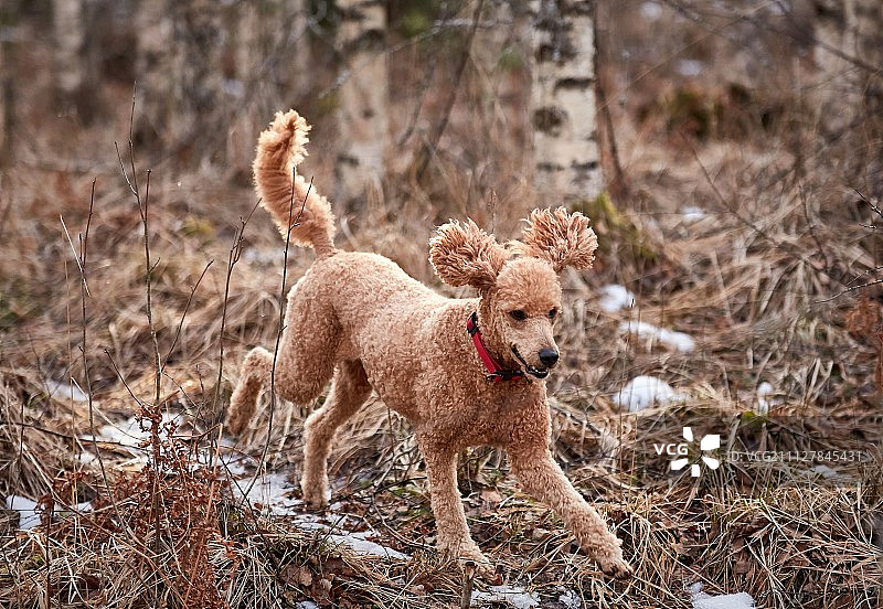 贵宾犬在春季结冰的森林小路上奔跑图片素材