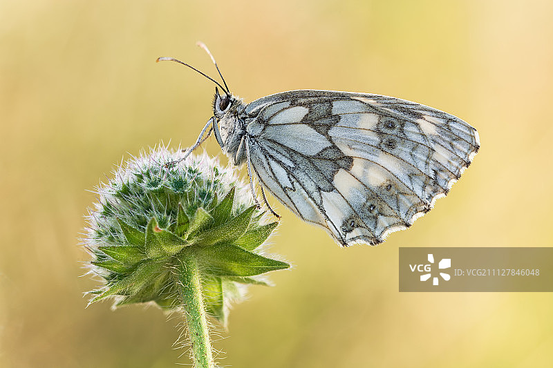 黑脉园网蛱蝶图片素材