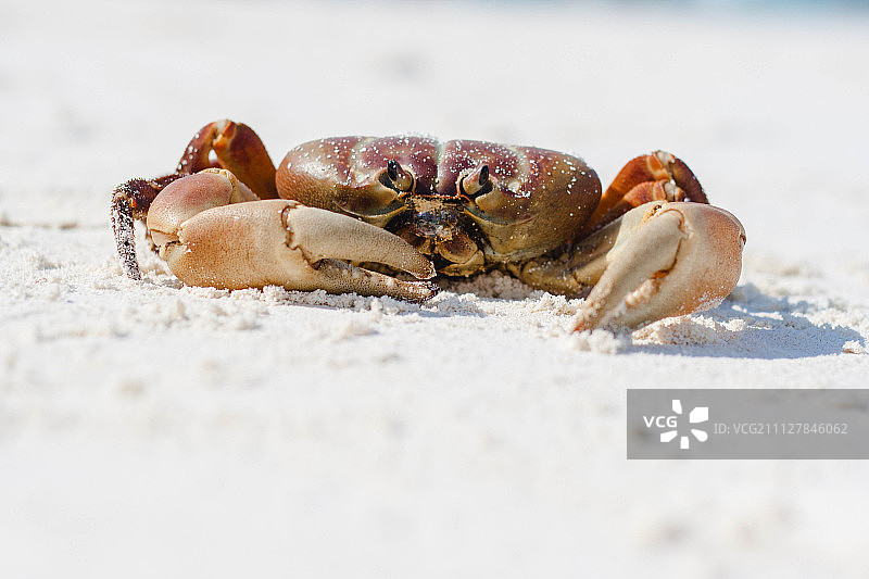 椰子蟹图片素材