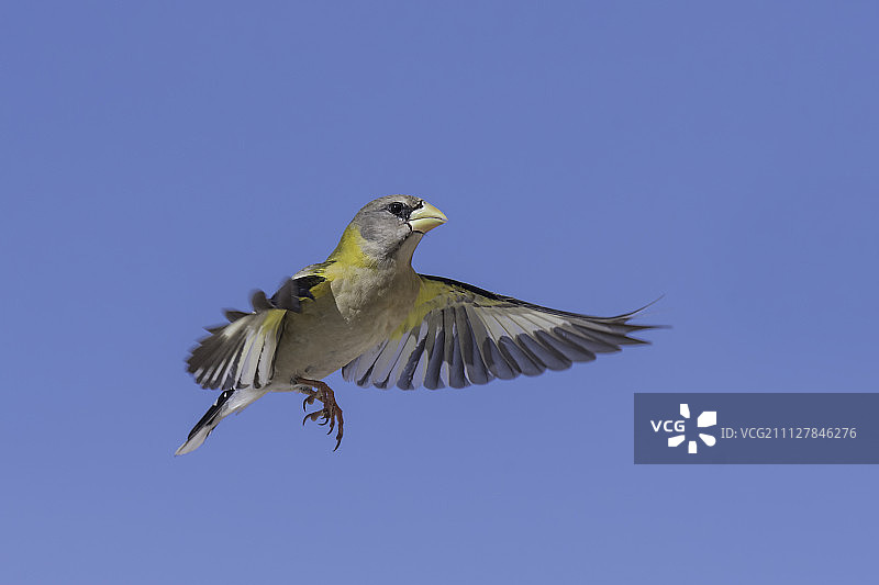 飞行中的雌性金丝雀图片素材