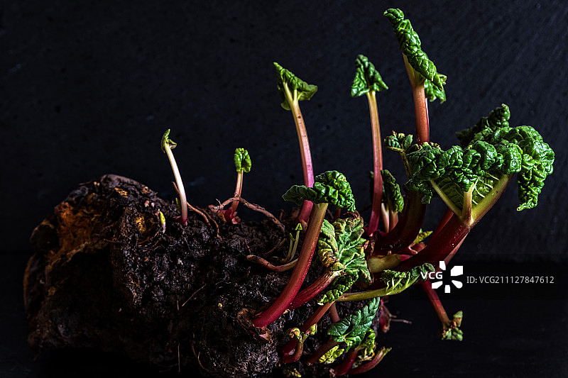 生长中的大黄图片素材