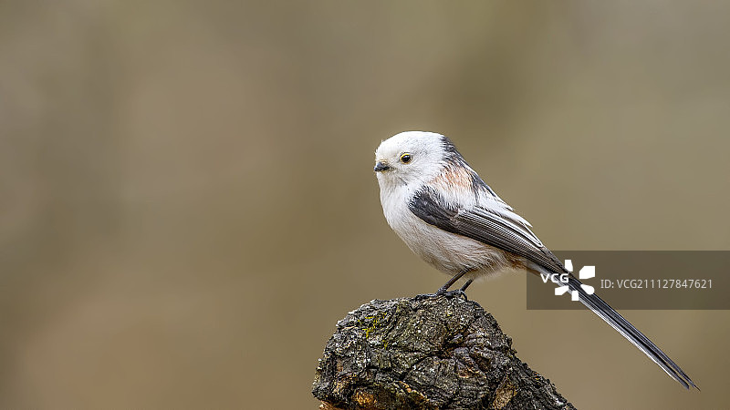 长尾山雀图片素材