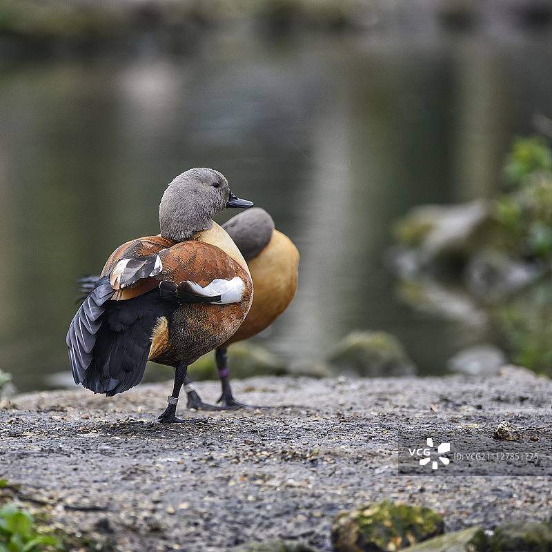 美丽的南非麻鸭鸟肖像图片素材