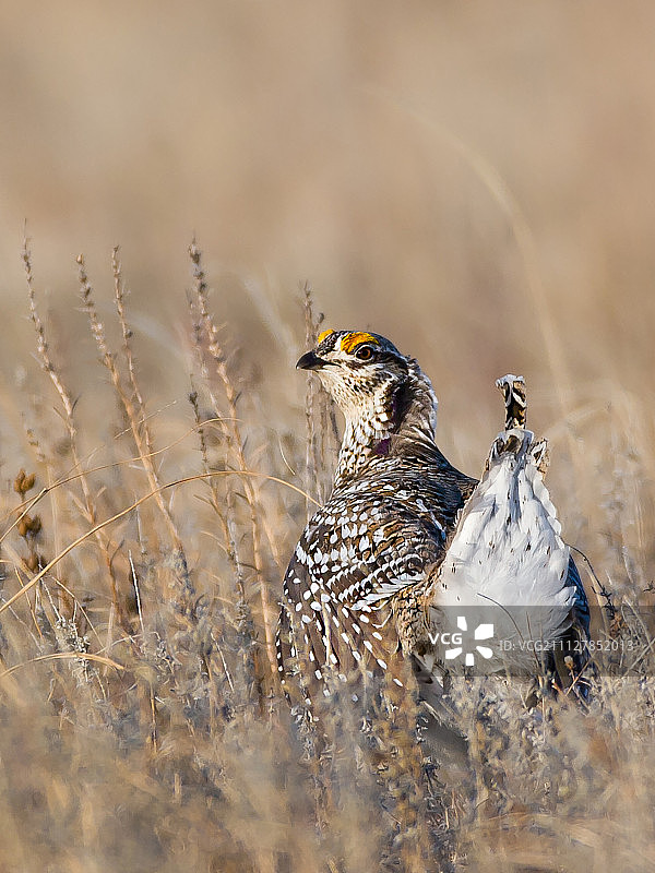 尖尾松鸡图片素材