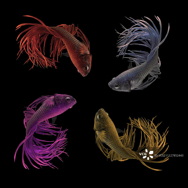 四条鱼图片素材