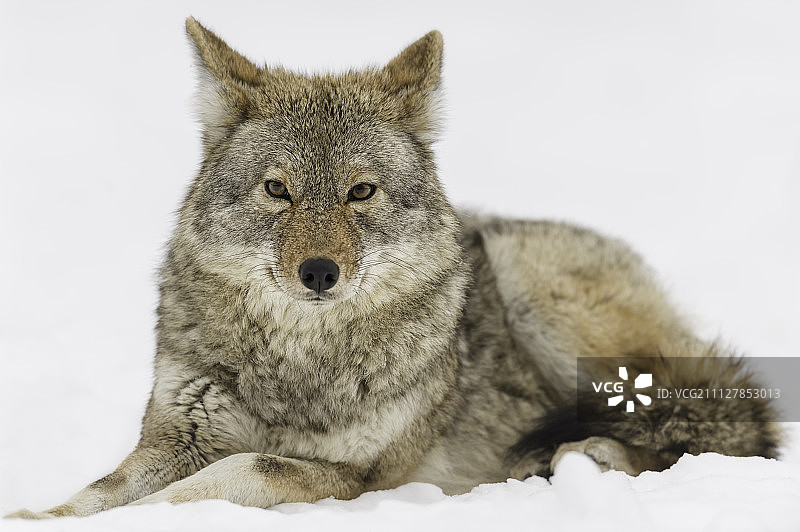 休息中的郊狼图片素材
