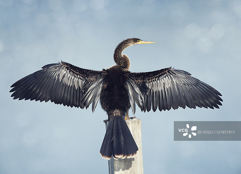 美洲蛇鸟图片素材