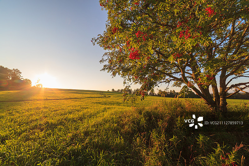 倾斜田野上的一棵树图片素材