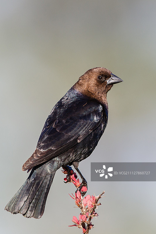 棕头 cowbird图片素材