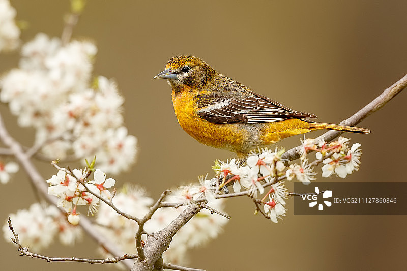 巴尔的摩金莺图片素材