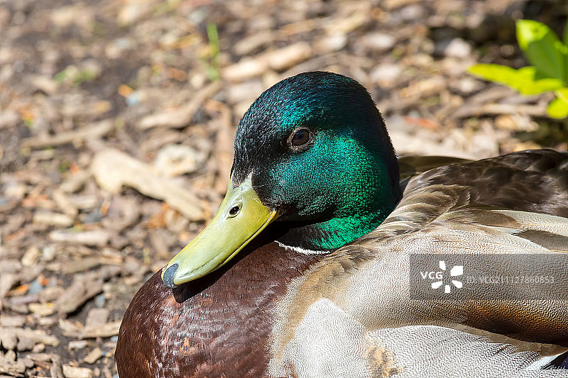 雄性绿头鸭在阳光下图片素材
