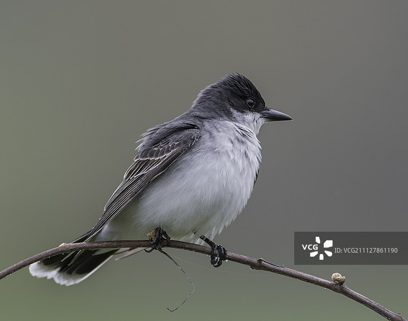 王鸟的姿势图片素材