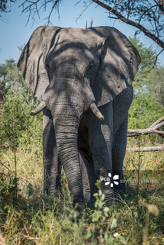 面对镜头，树影下的大象图片素材