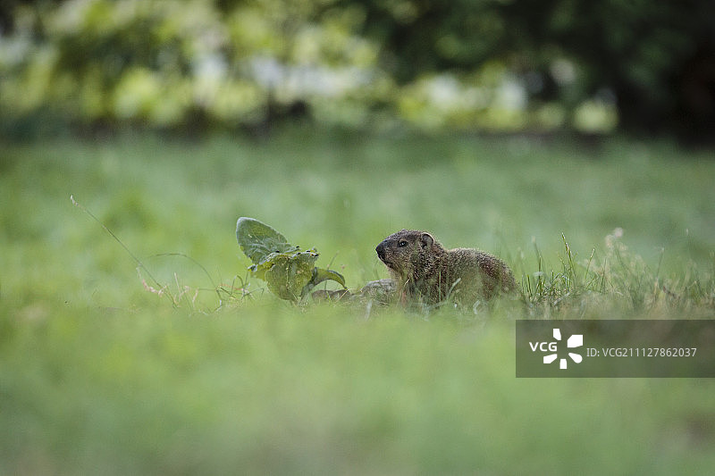 土拨鼠日图片素材