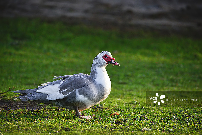 麝香鸭在草地上行走的肖像图片素材