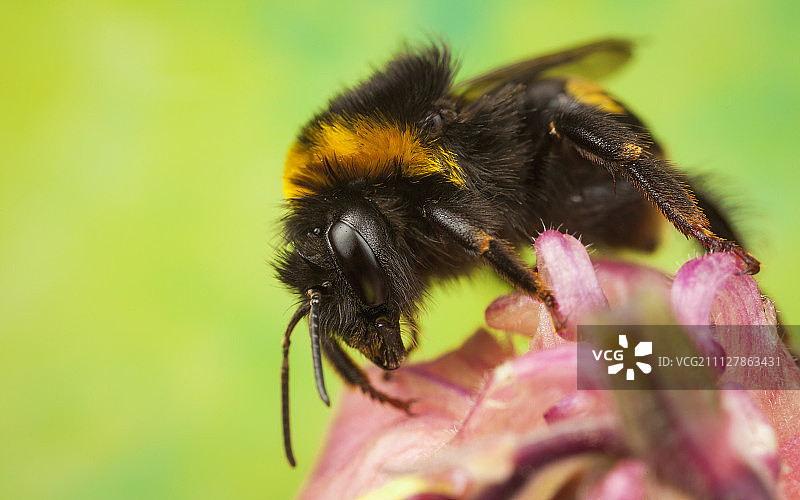 花朵上的蜜蜂特写图片素材