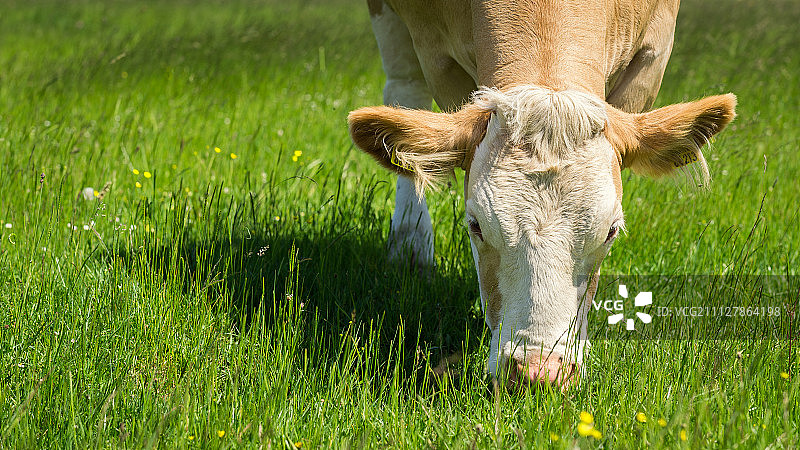 奶牛在夏季牧场吃草图片素材