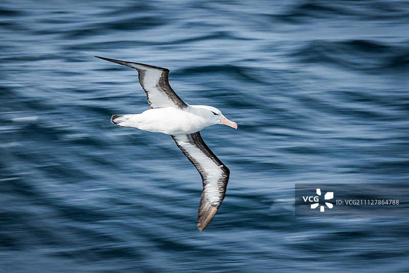 黑眉信天翁飞掠深蓝色海浪图片素材