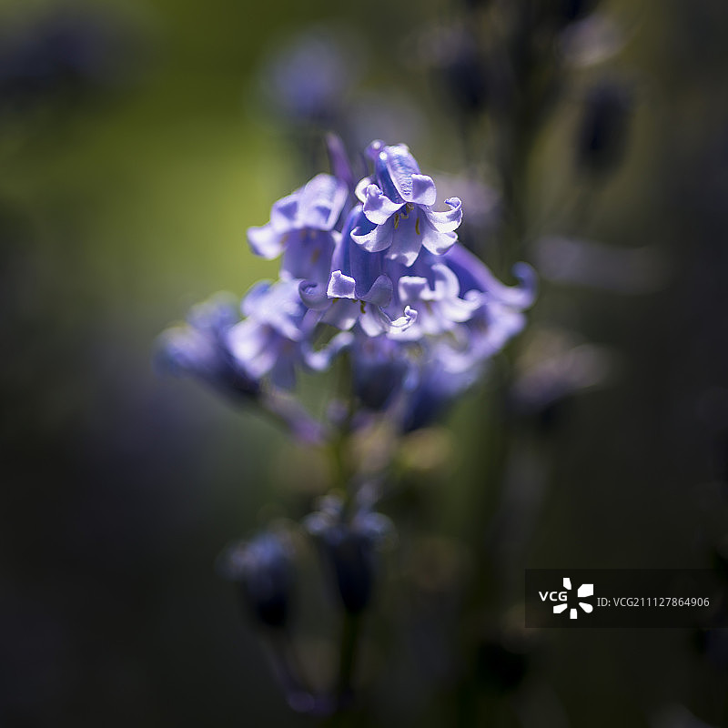 风信子春季蓝铃花的壮丽微距图像图片素材