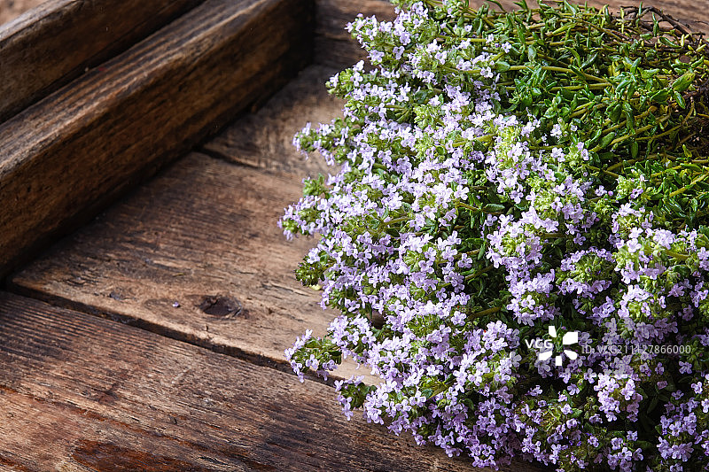开花的百里香灌木丛图片素材