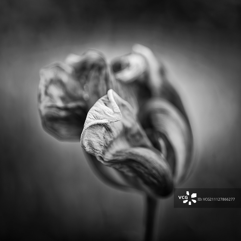 凋谢枯萎植物的浅景深微距美图图片素材