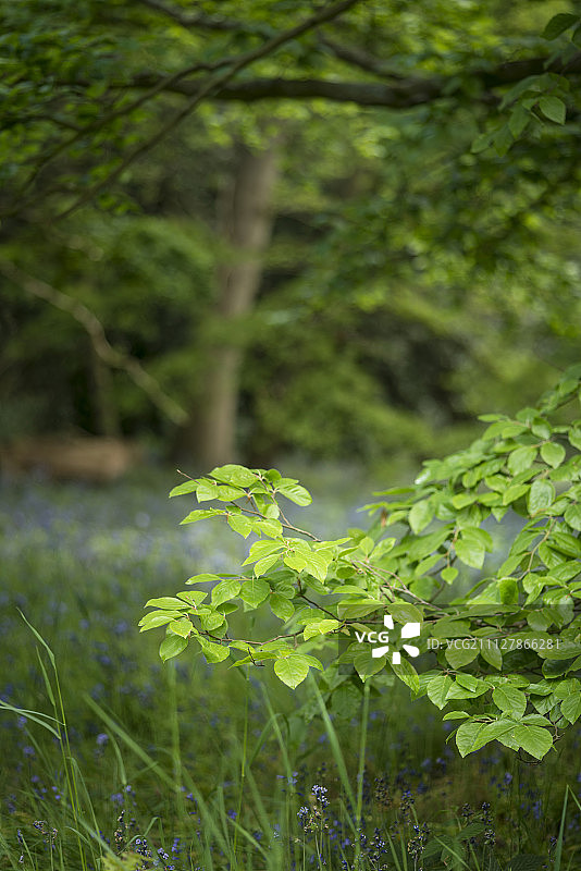 英格兰森林的清新浅景深景观图片素材