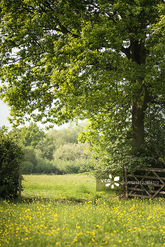 美丽的英国乡村春季草地风光图片素材