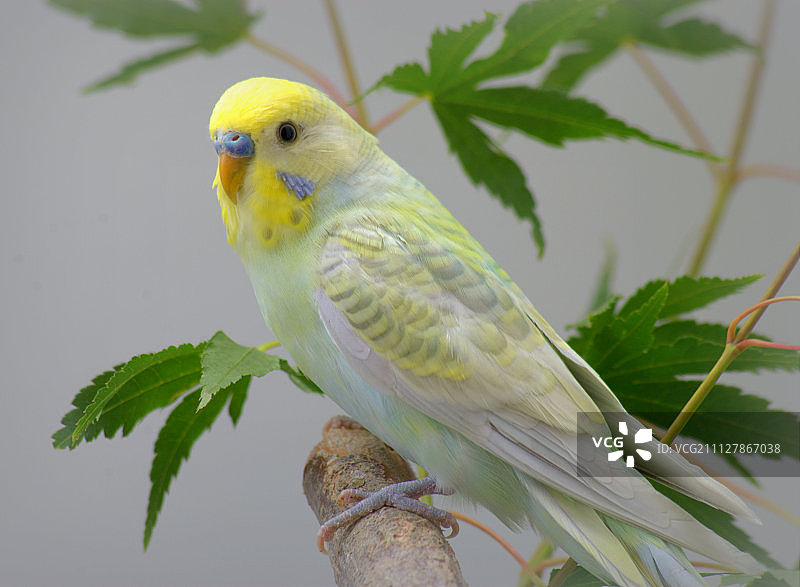 虎皮鹦鹉图片素材