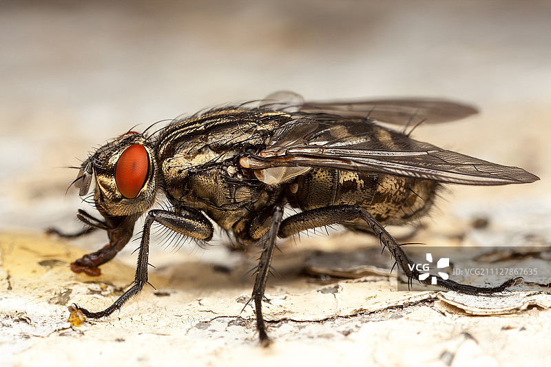 麻蝇图片素材